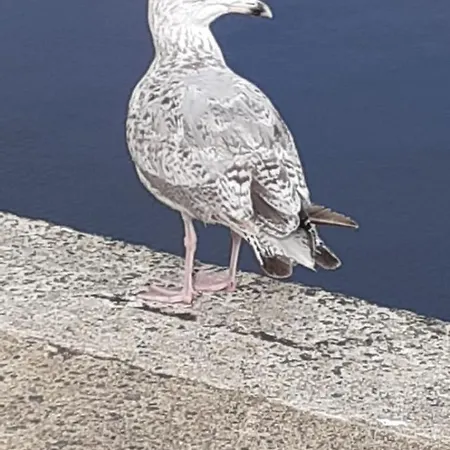 Maison 6 Personnes Animaux Acceptes Marennes (Charente-Maritime)